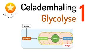 Celademhaling 1 Glycolyse [upl. by Assirok]