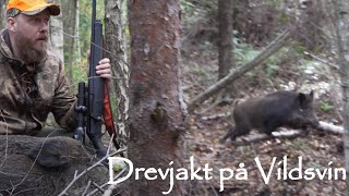 Första drevjakten på hemmaplan  Macke skjuter vildsvin för Messi  Driven hunt Wildboars [upl. by Alekat]