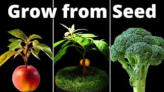 TOP 4 Plant Tutorials to Grow at HOME How To [upl. by Dareen]