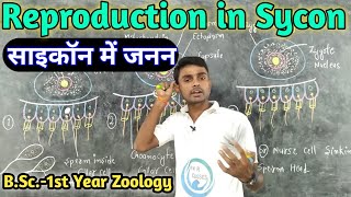 Reproduction in Sycon  BSc1st year  Zoology  by Prahalad Sir [upl. by Karisa106]