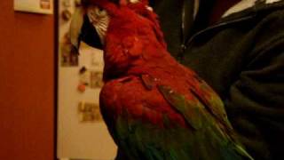 Preening my Green Winged Macaw and picking pin feathers [upl. by Intruoc]