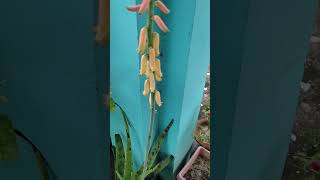 Aloe Vera flower aloeveraflower aloeveraplant [upl. by Sakul]