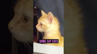 Cats Chirping Sound Explained [upl. by Ahsla]