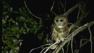 Spotted Owl [upl. by Javler]