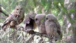 New Scientific Analysis of Northern Spotted Owl Habitat Announced [upl. by Harv]