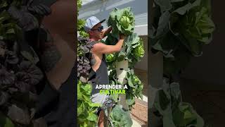 Aprende hidroponia desde cero 🍅🥬 cultivarencasa plantas jardin cultivohidroponico [upl. by Rehpotsyrhc]