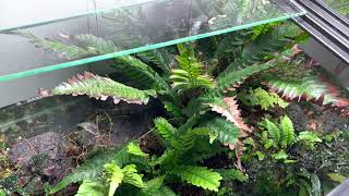 Blechnum obtusatum var obtusatum tank オブツサタム水槽 [upl. by Yllop]