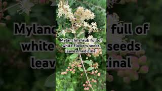 Mylanchi Lawsonia inermis henna plant with flowers seeds medicinal [upl. by Esirahc610]