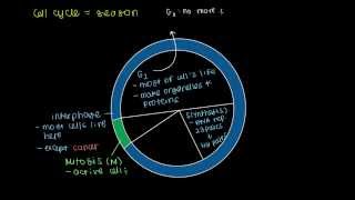 Cell Cycle Phases [upl. by Ecad384]