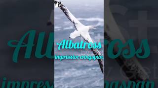 Albatross impressive wingspanpukhtanaRelaxingworldsurvivingvlogsbirds birdspecies [upl. by Cinda]