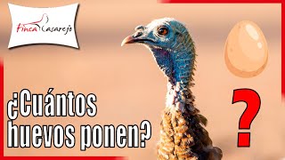 ¿Cuántos Huevos pone una Pava Común o Guajolote 🦃 [upl. by Euell129]