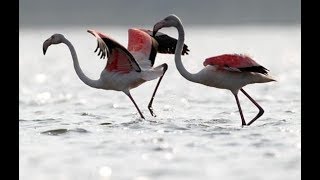 Kolleru Lake  A Birds Paradise [upl. by Ashbaugh]