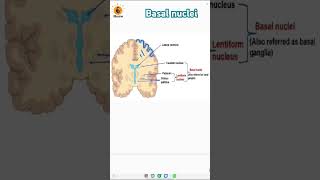 Basal nuclei  Grey matter  Cerebrum  Caudate nucleus  Putamen biologyneet neetbiology [upl. by Suravat]