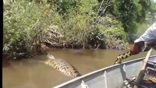 Worlds Largest Snake Found in Amazon River Anaconda 2016 [upl. by Llewellyn169]