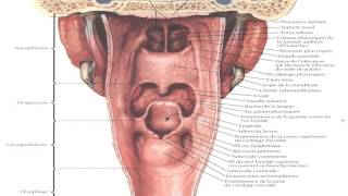 ORL ANATOMIE de lORL 2 [upl. by Enirolf]