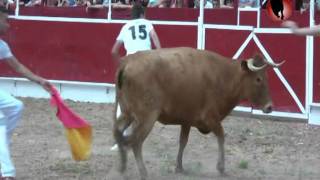 Quiebro de Rodillas a una vaca en Lardero 2011 [upl. by Vashtee]