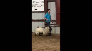 National Pygmy Goat Association  2017 National Championship Challenge  Bucks [upl. by Thierry]