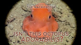 Isnt this Octopus Adorabilis [upl. by Galloway]