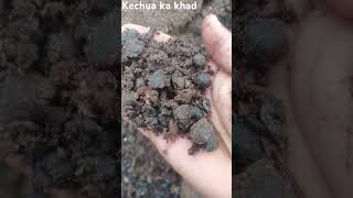 kechua ka khad benefits new viralvideo trending farming netural fertilizer in khati badi [upl. by Urbanna737]