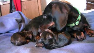 Dachshund 3rd Puppy Birth [upl. by Robinia]