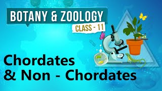 Chordates amp Non  Chordates  Kingdom Animalia  Biology Class 11 [upl. by Duval384]