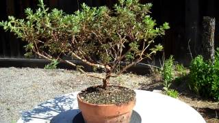 Rhododendron Ramapo Bonsai preparation Part II Update [upl. by Heywood]