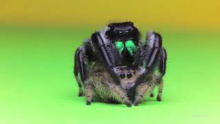 Regal jumping spiders Gilda and Rex second mating [upl. by Vincenty]