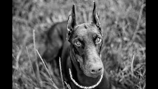 Der Dobermann vom Welpen bis zum ausgewachsenem Hund Doku deutsch [upl. by Bullivant]