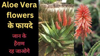 aloe Vera flower benefitsaloe Vera flowers benefits in hindialoe Vera flower usesaloe Vera flower [upl. by Darbie]