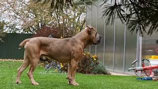 Pabloformentinoblue fawn Cane Corso Stud [upl. by Aneras]