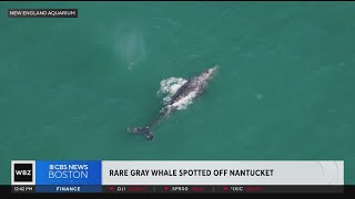 quotIncredibly rarequot gray whale spotted off Nantucket [upl. by Rubinstein]