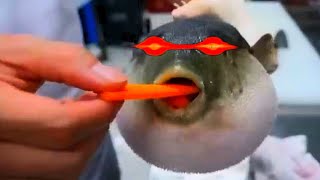 Puffer Fish Eating Carrot With Different Sounds [upl. by Monika]