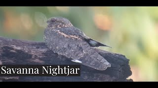 Savanna Nightjar 2  Birds  Nature  Wildlife  Cambodia [upl. by Callie]