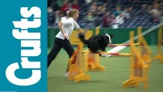 Crufts Agility Funny Clips [upl. by Enyad917]