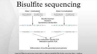 Bisulfite sequencing [upl. by Yellac520]