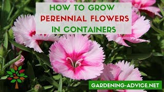 Container Flower Gardening Tips  10 Perennial Plants For Pots [upl. by Stephenie633]