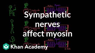 Sympathetic nerves affect myosin activity  Circulatory system physiology  NCLEXRN  Khan Academy [upl. by Sharos365]