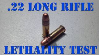 22LR LETHALITY  300 Yard Ballistics Test [upl. by Burkley15]