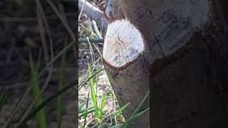 Celebrating Beaver Day beavers coexistence conservation [upl. by Shira]