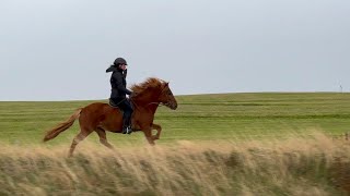 FOR SALE  IS2017284504  Sara frá Skíðbakka III  Islandpferd kaufen [upl. by Aettam]