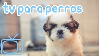 TV de perro Videos para entretener a los perros con música relajante [upl. by Ahsikcin]