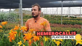 Hemerocallis  Impacto no jardim [upl. by Amlas777]