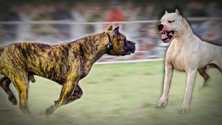 Dogo Argentino VS Presa Canario [upl. by Charleton]