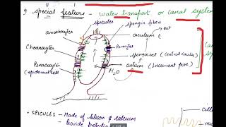 class 11 porifera [upl. by Honig]