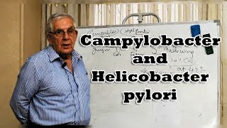 Campylobacter and Helicobacter pylori  العطيفة و جرثومة المعدة [upl. by Ilrebmik362]