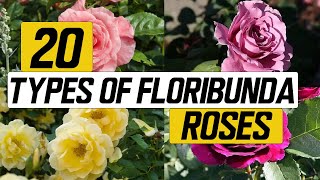 20 Types of Floribunda Rose  The Planet of Greens [upl. by Ahtrim]