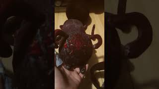 A giant queen ant plushy tried to steal my video😂 [upl. by Hastie111]