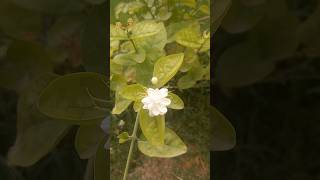 Chameli phoolJasmine flower chameli shorts nature gardening flowers [upl. by Marentic]