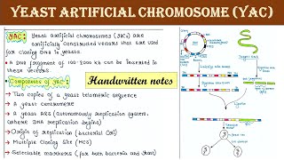 Yeast artificial chromosome  YAC  Artificial chromosome vector  Applications [upl. by Tenner]