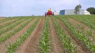 2D David Brown tractor cultivating maize [upl. by Akenaj]